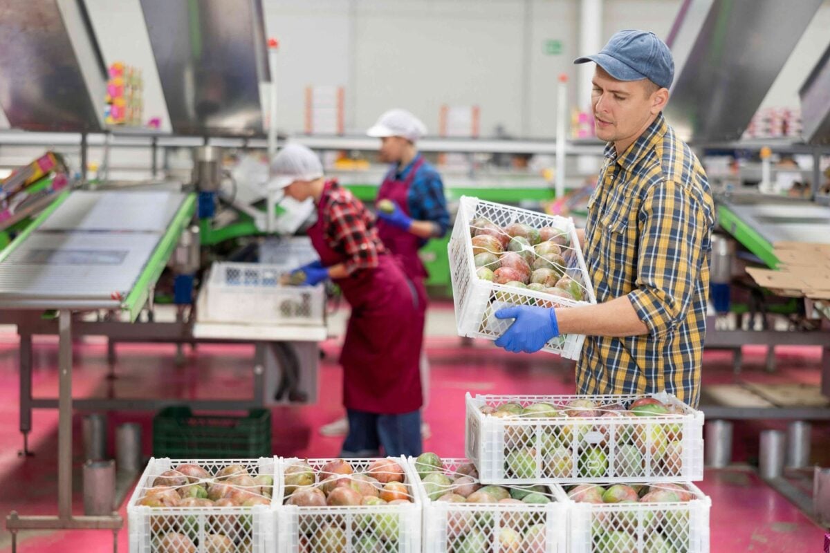 A worker carries a crate of fruit while two colleagues sort produce along a packing line